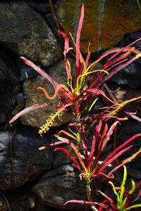 Exotic codiaeum variegatum wonderful shrub photo
