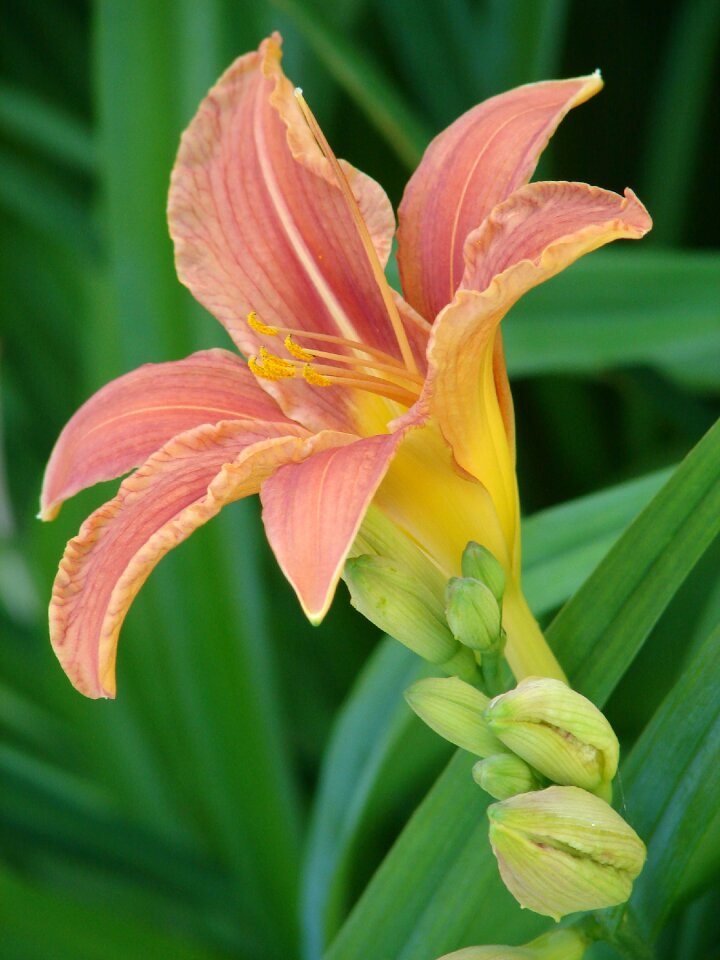Bloom iris close up