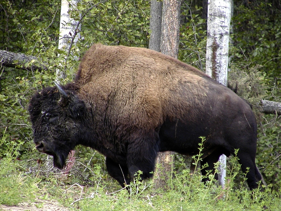 Wildlife american mammal