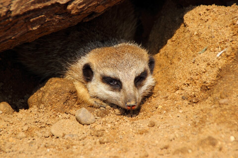 Mammal animal suricata suricatta