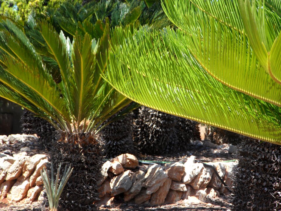 Plant planting flora