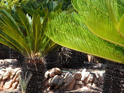 Plant planting flora