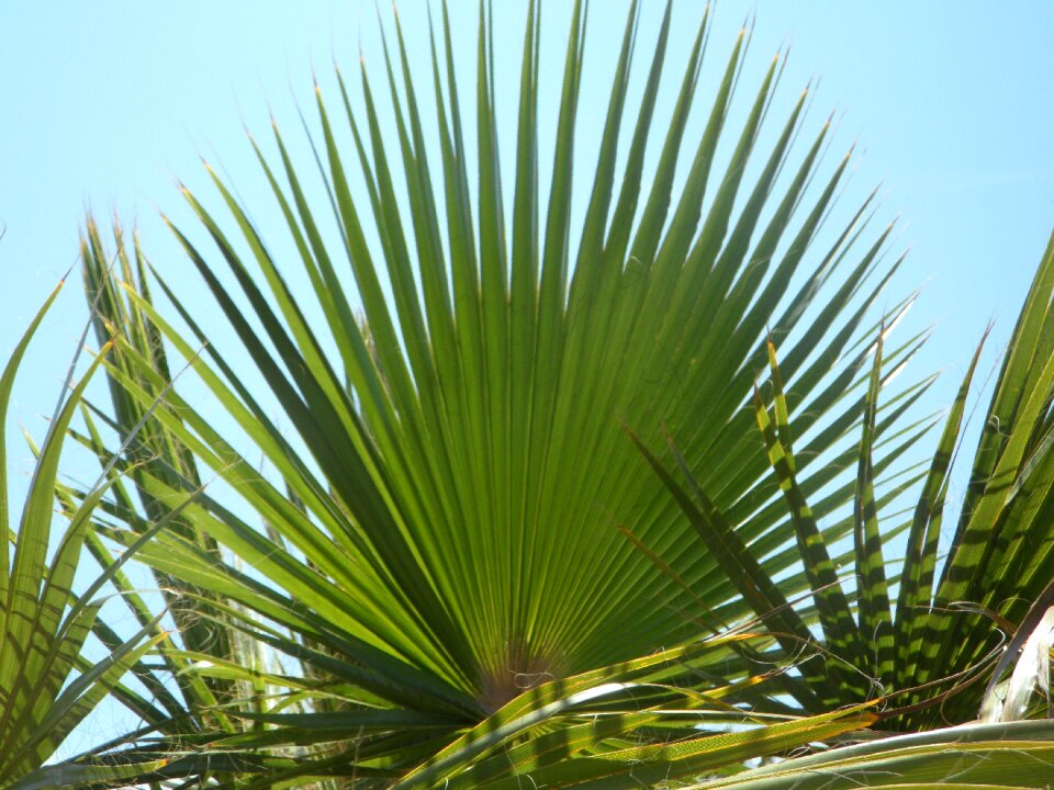Structure sky palm fronds