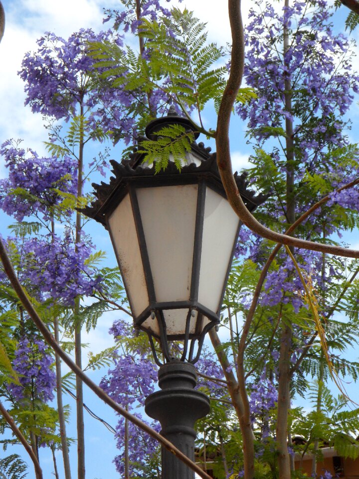 South blossom lamp