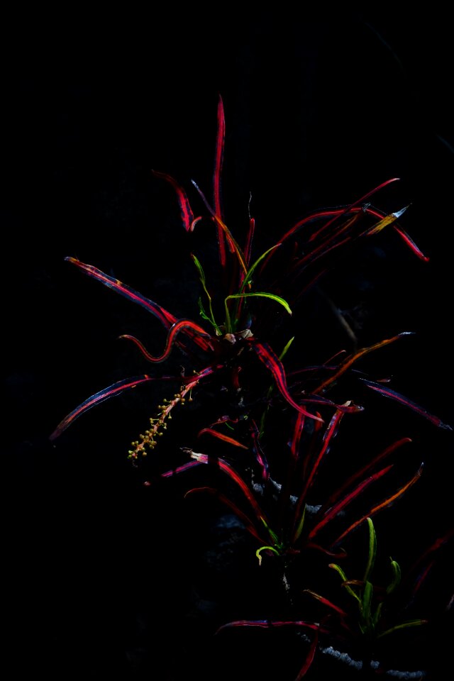 Night shining tropical