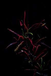 Night shining tropical