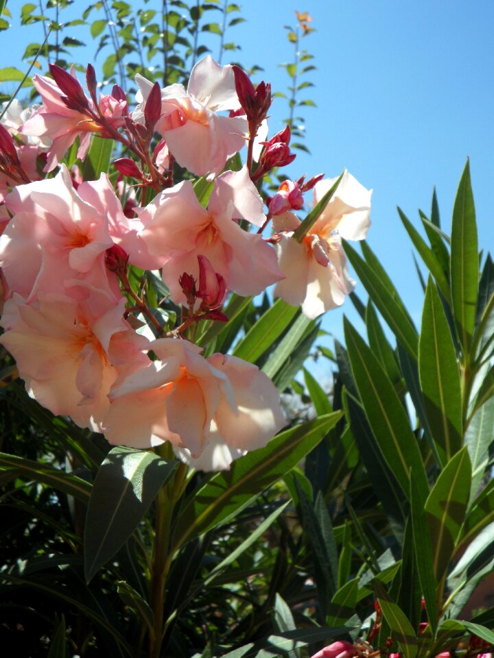 Bush blossom bloom