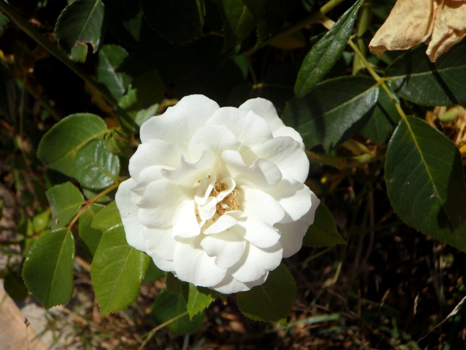 Bloom flower plant