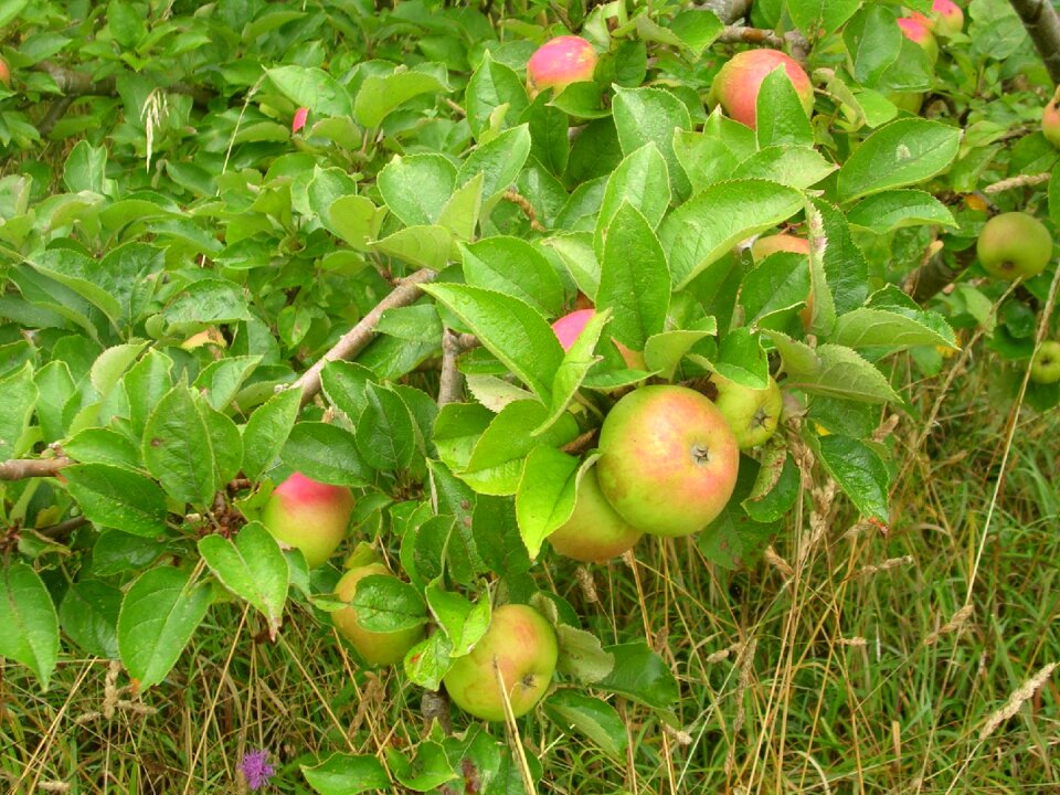 Tree nature vegetation