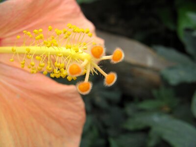 Nature beautiful plant
