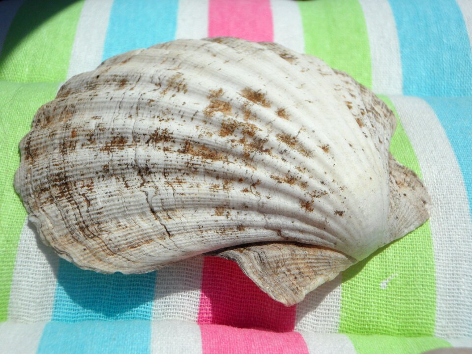 Shell large close up