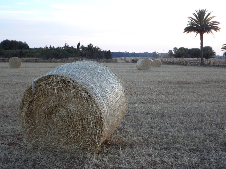 Abendstimmung mowed straw