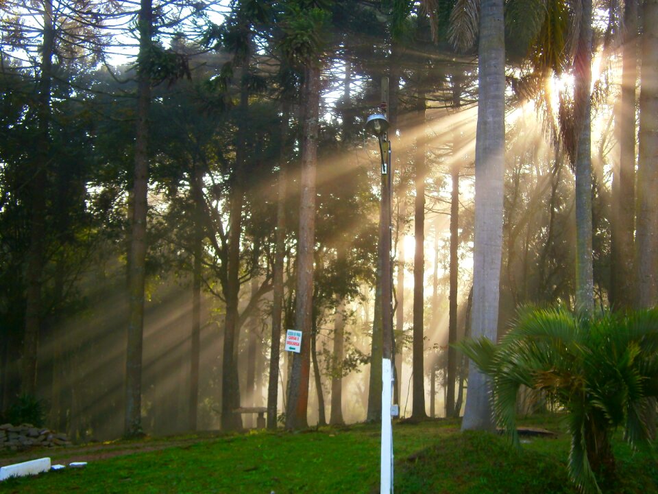 Morning light trees