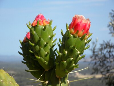 Blossom bloom flowers photo