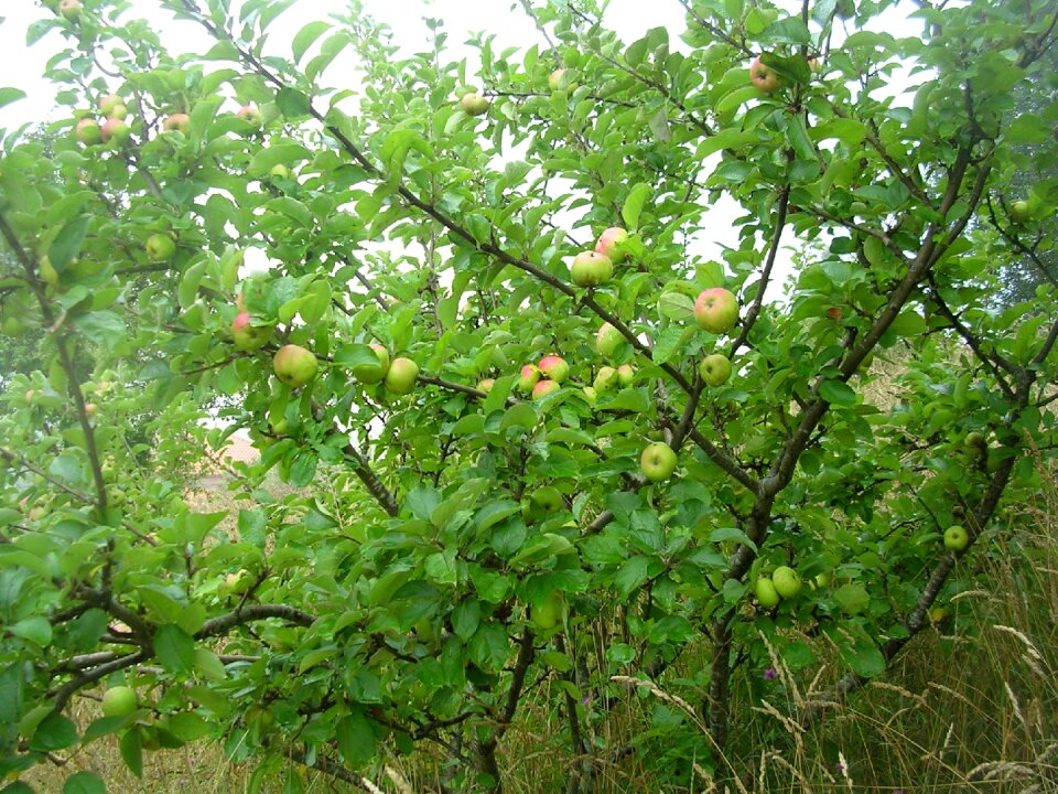Tree nature vegetation