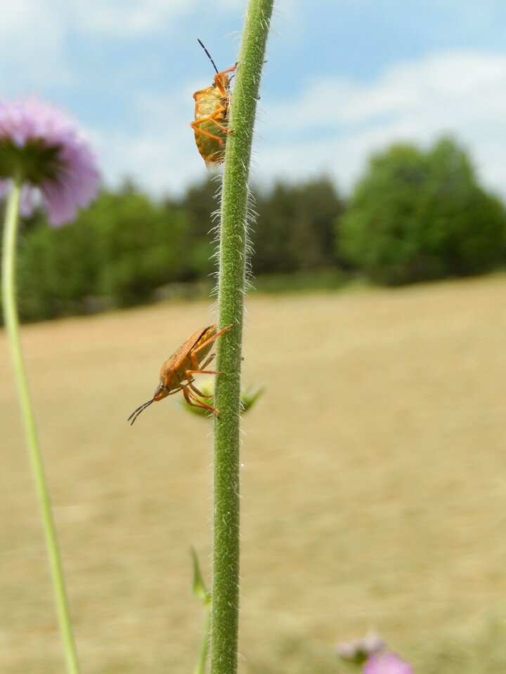 Rod insects nature