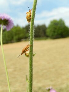 Rod insects nature
