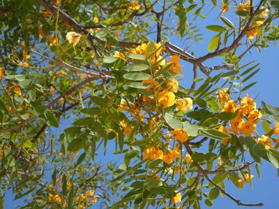 Branches aesthetic bloom