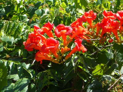 Bloom bloom red