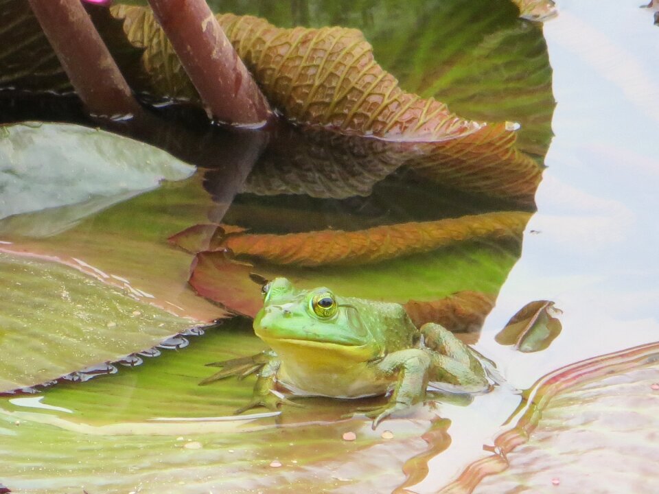 Green animal amphibian
