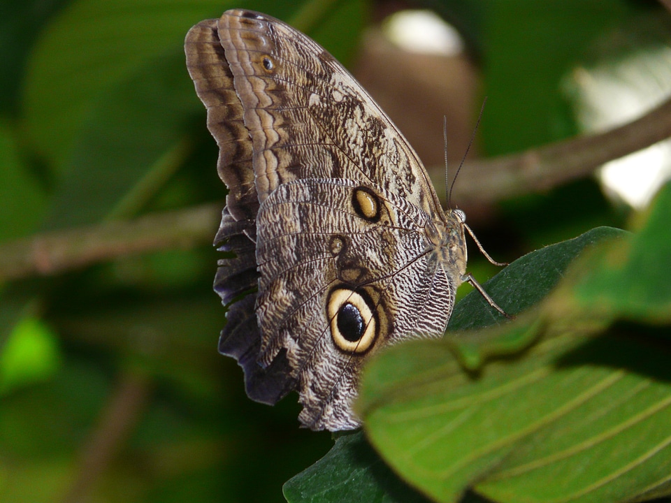 Caligo eurilochus satyrinae edelfalter