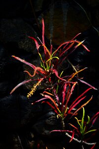 Exotic codiaeum variegatum wonderful shrub photo