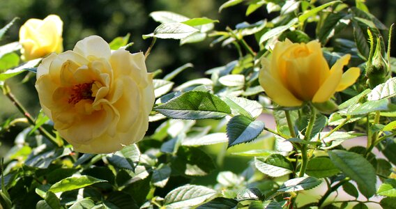 Flowers yellow rose petals