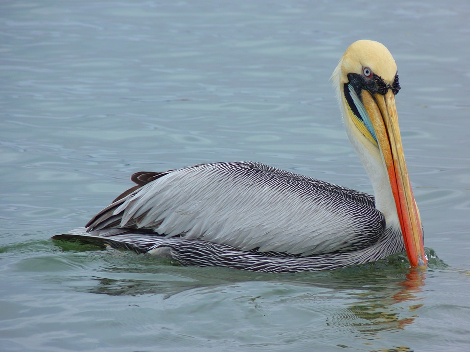 Fish animal nature