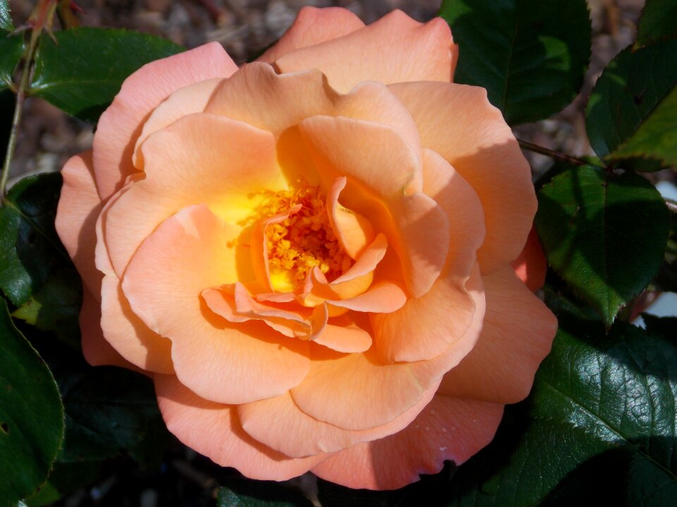 Bloom rose close up