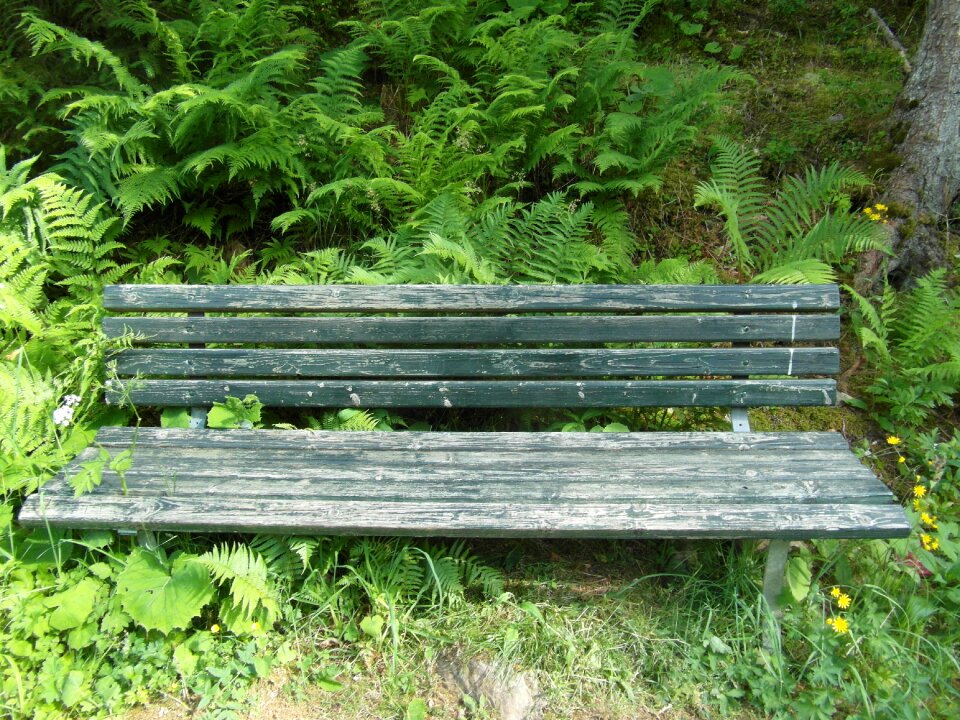 Hiking rest black forest