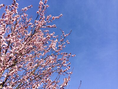 Pink cherry blossom sky