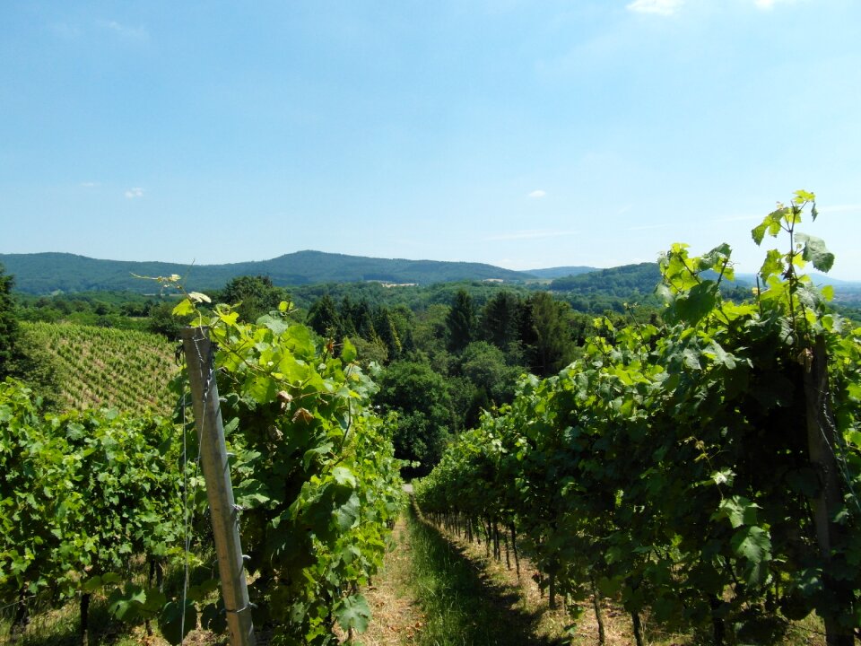 Odenwald wine summer