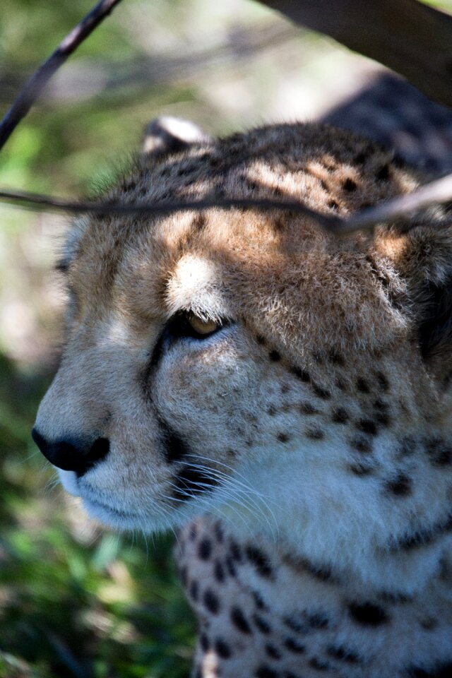 African spots africa