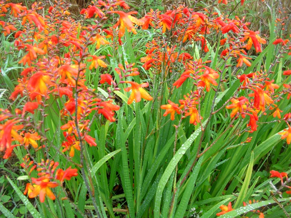 Huerta nature vegetation