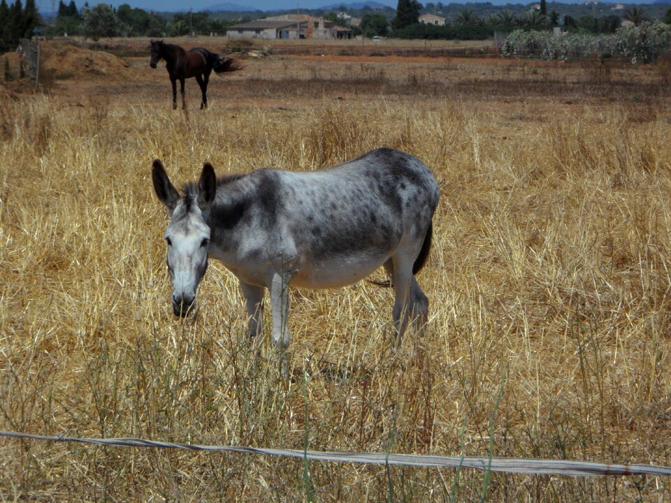 Animal husbandry farm pasture