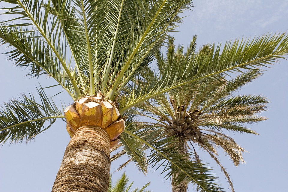 Exotic paradise tropical