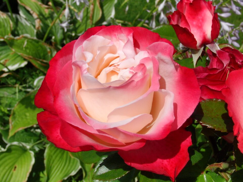 Flower plant red