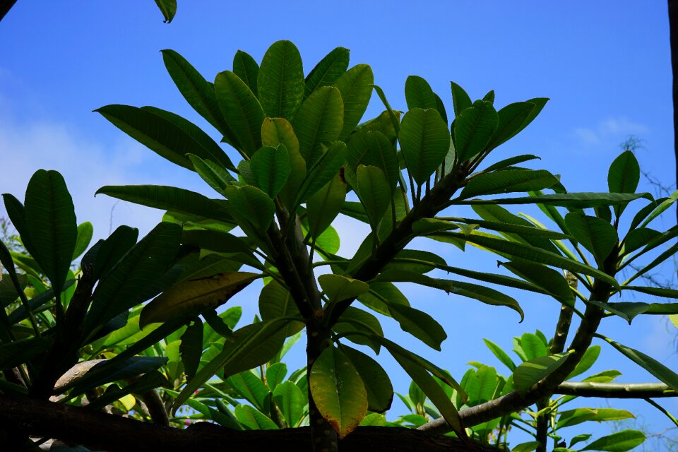 Frangipani plumeria frangipandi
