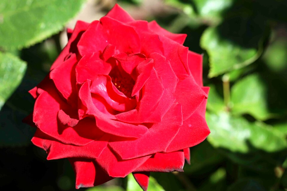 Blossom bloom red rose