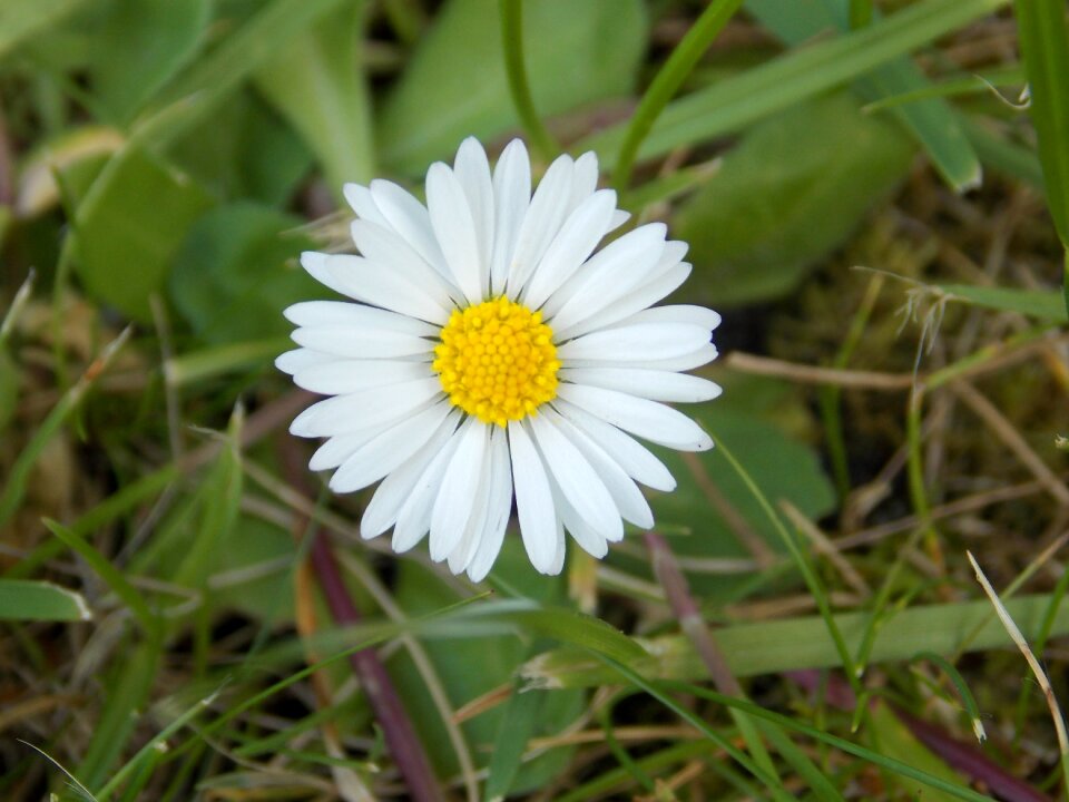 Nature spring wild flower