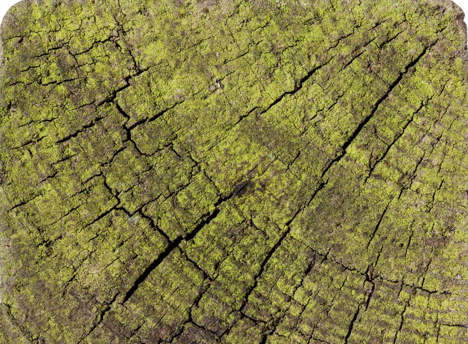 Seaweed old weathered