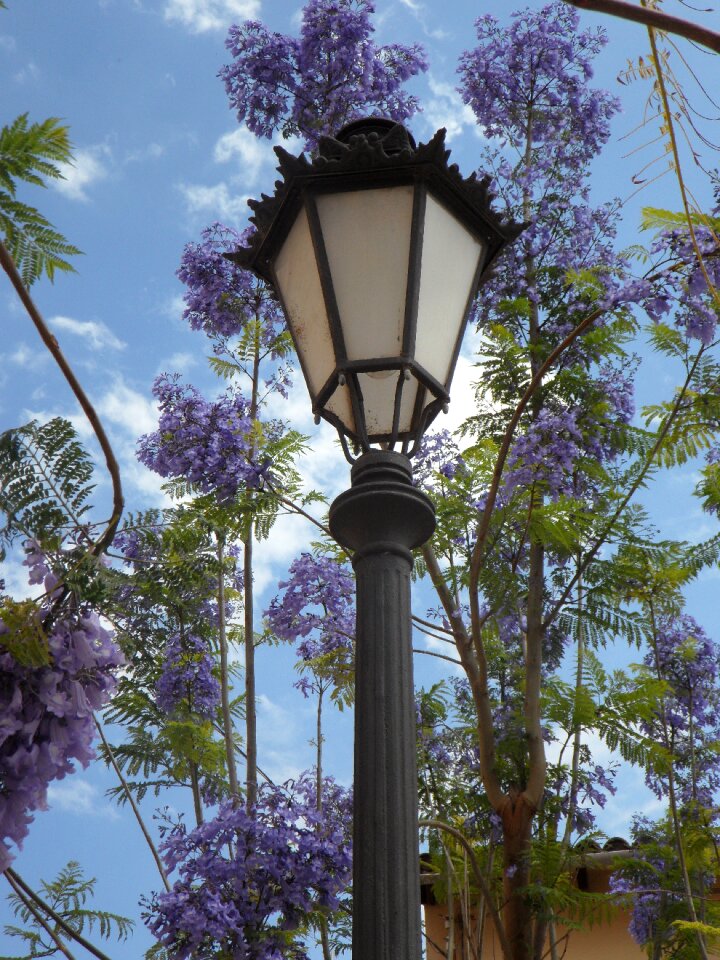 South blossom lamp