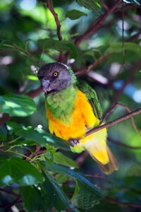 Exotic parrot photo