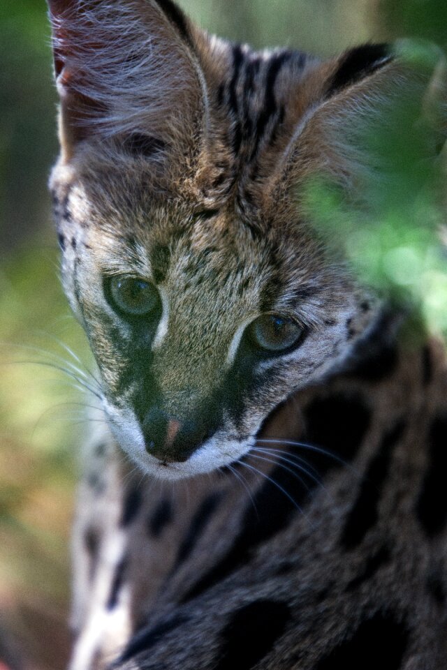 African carnivore cat