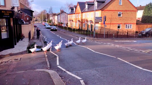 London bird nature