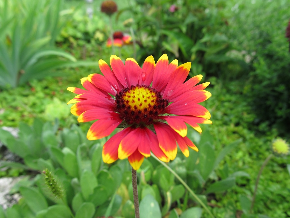 Nature garden plant rock plant