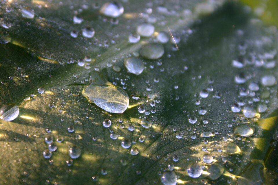 Beautiful close-up macro