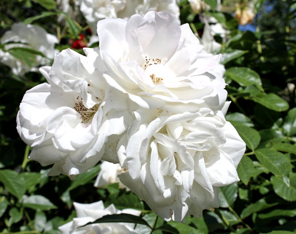 Blossom bloom nature