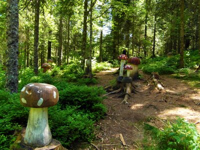 Fairy tale forest fly agaric black forest photo
