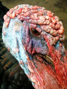 Turkey males poultry